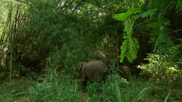 象の母親と赤ちゃんは一緒に時間を過ごし 母親は草を食べ 赤ちゃんは母親を観察し タイのプラチャップカーリ県のクイブリ国立公園で彼の母親に従います — ストック動画