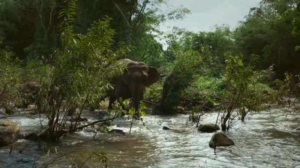 Mãe Bebê Elefantes Asiáticos Caminham Pelo Rio Floresta Sukhothai Tailândia — Vídeo de Stock