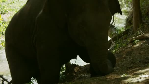 母と赤ん坊のアジアゾウはタイのスコータイ県の森の川を歩く — ストック動画