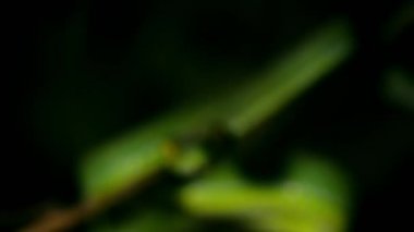 Beyaz dudaklı çukur yılanı, gece vakti Sakaerat, Bangkok, Tayland 'da bulunan ve Güney Asya' ya özgü zehirli bir çukur engereği..
