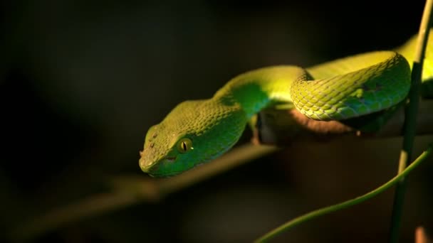 White Lipped Pit Viper Venomous Pit Viper Endemic Southeast Asia — Stock Video