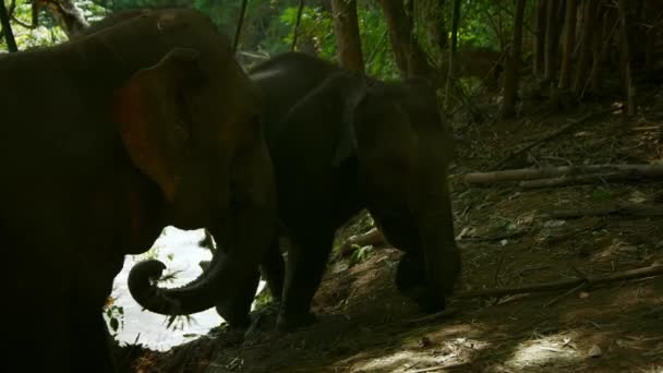 Мати Маленькі Азійські Слони Прогулюються Через Річку Лісі Сукхотай Таїланд — стокове відео