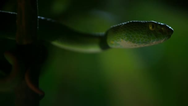 ホワイトリップ ピット バイパー White Lipped Pit Viper バンコクのサケラット支店で待っている夜に発見された東南アジア特有の毒液ピット バイパーである — ストック動画