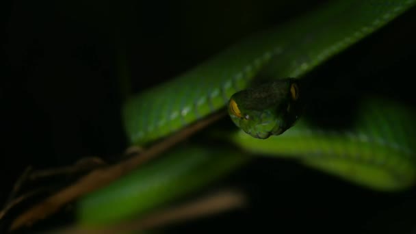 White Lipped Pit Viper Una Víbora Venenosa Endémica Del Sudeste — Vídeo de stock