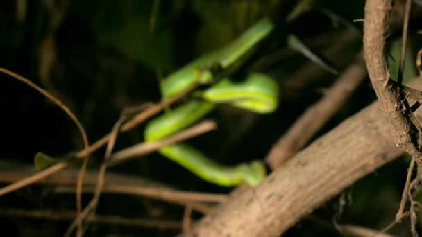 White Lipped Pit Viper Uma Víbora Venenosa Endêmica Sudeste Asiático — Vídeo de Stock