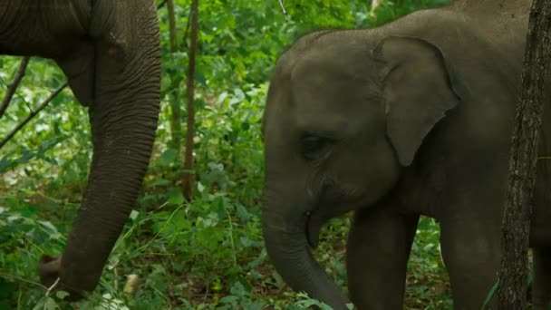 Madre Elefante Bebé Pasan Tiempo Juntos Mientras Madre Come Hierba — Vídeos de Stock