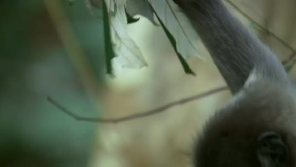 Phayre Nin Langurlarını Trachypithecus Phayrei Nin Bir Dalda Yaprak Yemesini — Stok video
