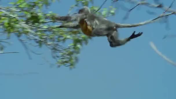 Phayre Langurs Trachypithecus Phayrei Playing Branch Baby Phu Khieo Wildlife — Stock Video