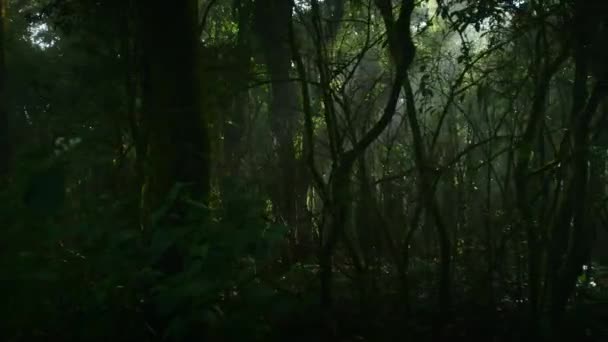 Dolly Inthanon Ulusal Parkı Nda Yağmur Ormanlarını Vurdu Chiang Mai — Stok video