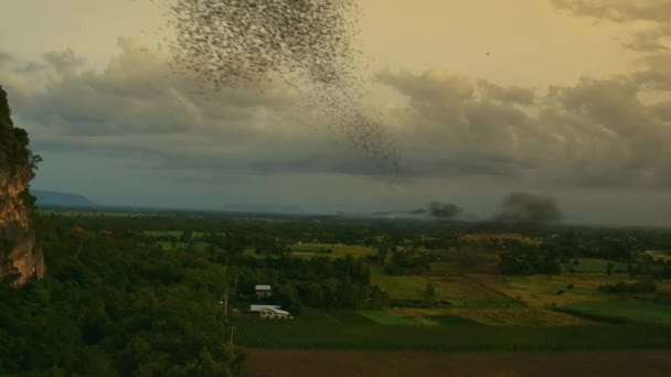 Millionen Fledermäuse Fliegen Bei Sonnenuntergang Durch Den Himmel Auf Die — Stockvideo