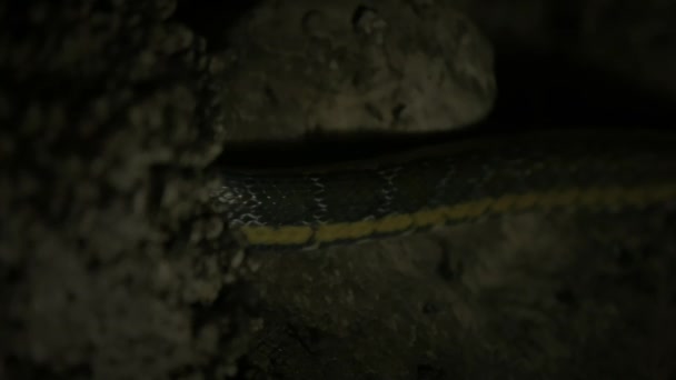 Asiatic Rat Snake Hunting Bat Cave Thum Lod Cave Pang — Stock Video