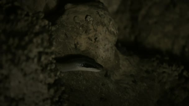 Serpente Ratto Asiatico Che Caccia Intorno Una Grotta Pipistrelli Nella — Video Stock