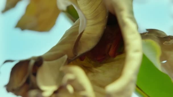 Zbliżenie Rzadkie Zwierzę Świecie Nazwie Malowane Nietoperze Malowane Wełniane Nietoperze — Wideo stockowe