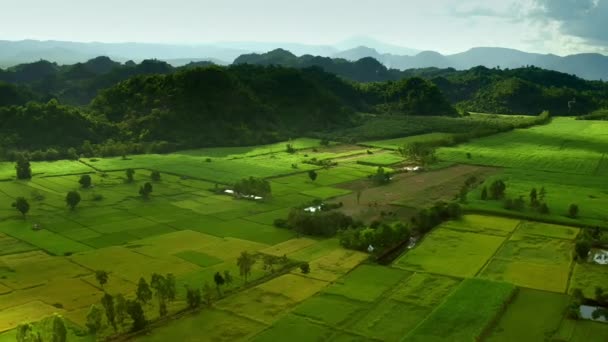田んぼの空中ビュー 田舎で緑を播種した農地 タイ北部の農村部の農業作物を持つ農地 — ストック動画