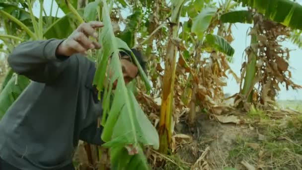 Muz Palmiyesi Yapraklarının Dikenlerini Büküp Kıran Bir Adam Tayland Mae — Stok video