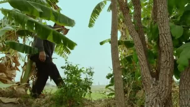 2018年3月 バナナの葉の棘を曲げたり折ったりする男が タイのメイ ソン州ペインティング バットの新しい家を作成します — ストック動画