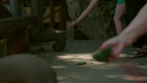 Sep 2019 Toeristen Voeren Aziatische Olifanten Watermeloen Voor Lunch Nationaal — Stockvideo