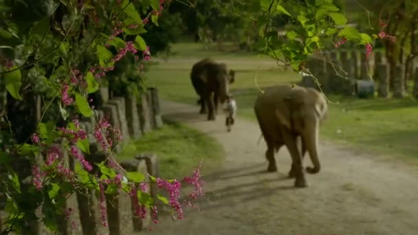 2019年9月 マホーアウトは タイの国立公園で象を訓練し 演奏しています Maetaman Elephant Camp Chiang Mai Thailand — ストック動画