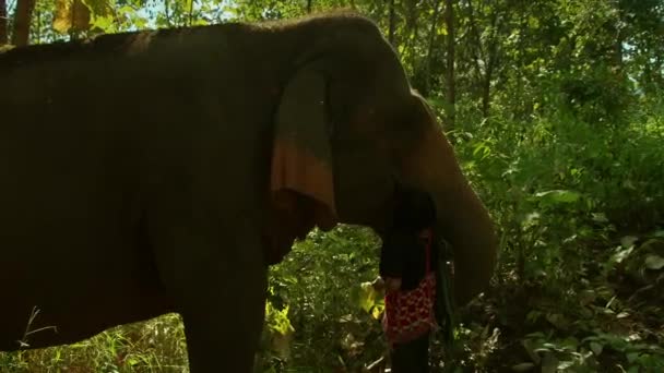 Sep 2019 Tribal Mahout Woman Training Playing Elephant Thailand Village — Stock Video