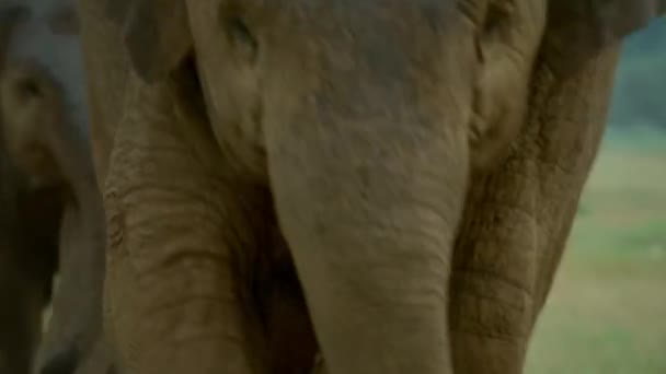 Sep 2019 Une Femme Mahout Tribale Entraîne Joue Aux Éléphants — Video