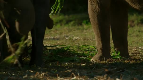 Asya Filleri Tayland Daki Chiang Mai Ormanında Yaprak Yiyorlar Ormanda — Stok video