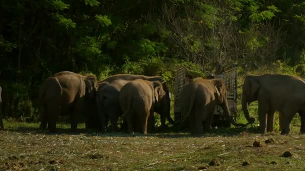 Jan 2017 Asiatische Elefanten Fressen Blätter Einem Wald Chiang Mai — Stockvideo