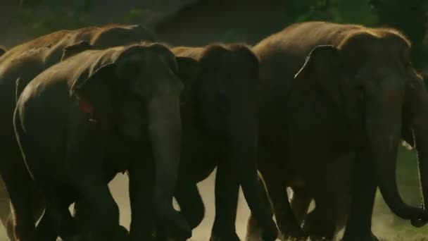 Děti Asijské Slon Hrát Běh Spolu Lese Chiang Mai Thajsko — Stock video