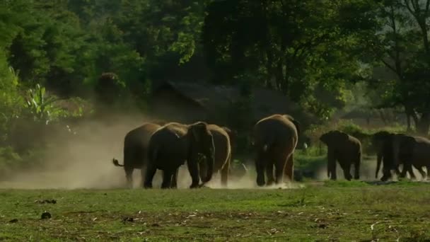 亚洲小象在泰国清迈的森林里玩耍和奔跑 — 图库视频影像