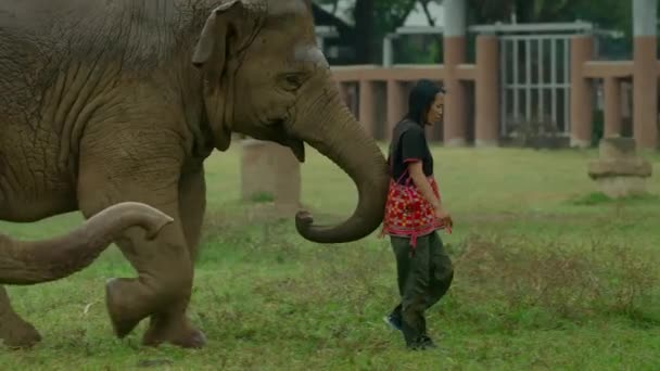 Sep 2019 Μια Φυλετική Γυναίκα Mahout Εκπαιδεύει Και Παίζει Ελέφαντα — Αρχείο Βίντεο