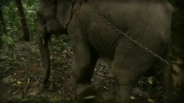 Jan 2017 Asiatisk Elefant Kedjor Som Arbetar Inom Skogsnäringen Hjälper — Stockvideo