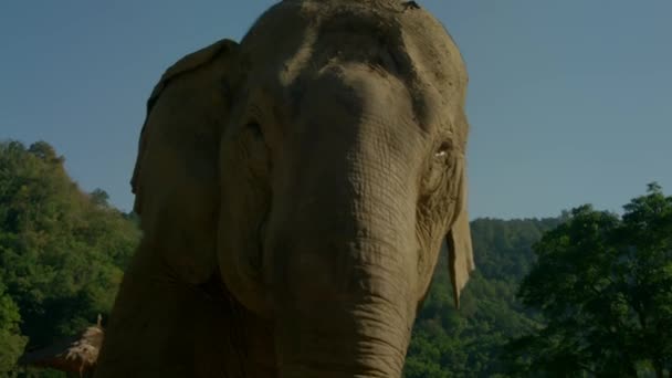 Close Elefante Selvagem Asiático Parque Nacional Maetaman Elephant Camp Chiang — Vídeo de Stock