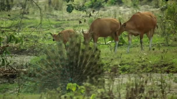 Banteng Bos Javanicus Lopen Drinken Zalm Huai Kha Khaeng Wildlife — Stockvideo