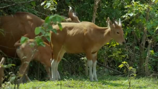 班滕人 Bos Javanicus 走路和喝盐水 在泰国怀卡昂野生动物保护区 — 图库视频影像