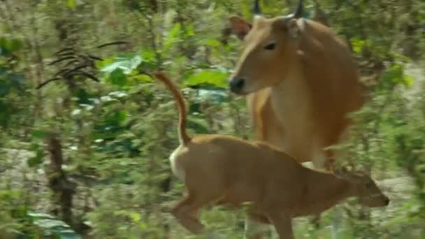 Banteng Bos Javanicus Caminar Beber Saltlick Santuario Vida Silvestre Huai — Vídeo de stock
