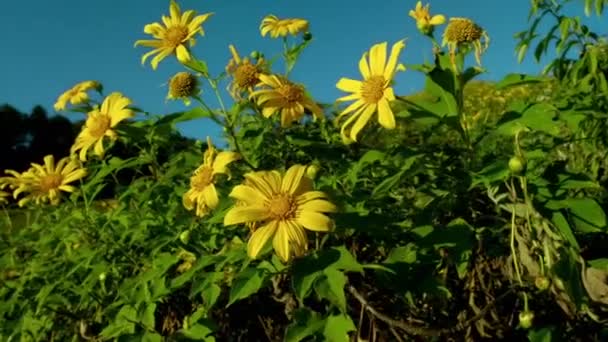Milli Bahçe Parkı Dağ Tepelerindeki Ağaç Kadife Çiçeği Veya Meksika — Stok video