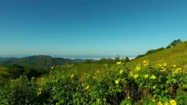 Tree Marigold Мексиканское Поле Цветения Подсолнечника Национальном Парке Горном Холме — стоковое видео