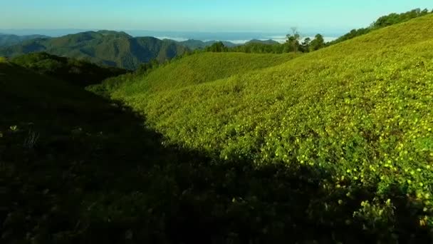 Milli Bahçe Parkı Dağ Tepelerindeki Ağaç Kadife Çiçeği Veya Meksika — Stok video