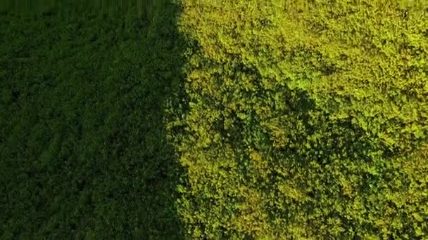 Strom Marigold Nebo Mexické Slunečnice Kvetoucí Pole Národním Parku Horských — Stock video