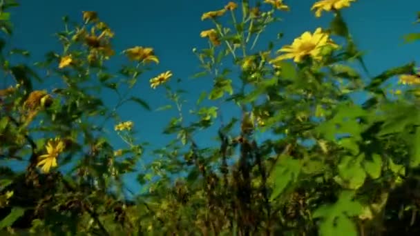 Tree Marigold Мексиканское Поле Цветения Подсолнечника Национальном Парке Горном Холме — стоковое видео