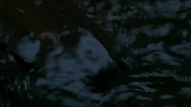チェンマイのナイトシーンで川の中の大きな頭のカメ — ストック動画