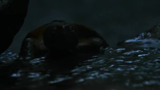 チェンマイのナイトシーンで川の中の大きな頭のカメ — ストック動画