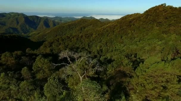 Tree Marigold Мексиканское Поле Цветения Подсолнечника Национальном Парке Горном Холме — стоковое видео