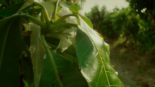 Nov 2019 농부가 치앙마이의 농장에서 개미의 채취하는 도구를 사용하는 — 비디오