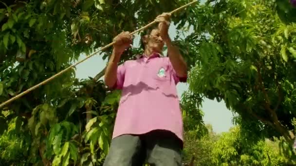 Nov 2019 Bir Çiftçi Aracı Mango Tarım Arazisi Chiangmai Tayland — Stok video