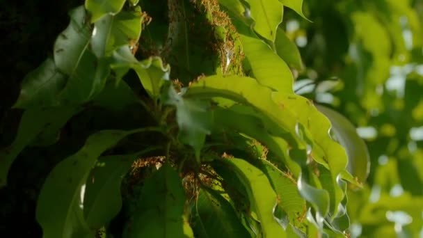 Nov 2019 Agriculteur Utilise Outil Pour Récolter Des Œufs Fourmis — Video