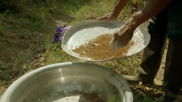 Nov 2019 Agricultor Utiliza Herramienta Para Cosechar Huevos Hormigas Tejedoras — Vídeo de stock