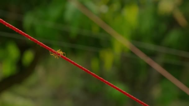 Formiche Tessitrici Primo Piano Muovono Una Stringa Rossa Tra Alberi — Video Stock