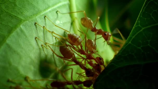 Närbild Vävare Myror Bygger Träd Löv Jordbruksmark Chiangmai Thailand — Stockvideo
