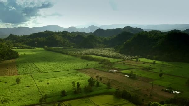 Vista Aérea Campos Arroz Terra Agrícola Com Semeado Verde Campo — Vídeo de Stock