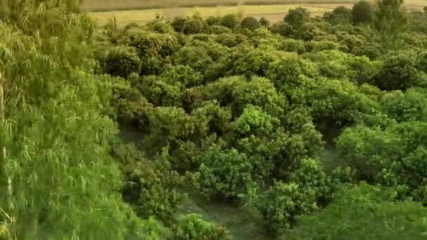 从空中俯瞰稻田 在农村播种绿色的农田 北方地区农作物丰产耕地 — 图库视频影像